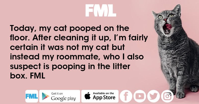Today My Cat Pooped On The Floor After Cleaning It Up I M Fml
